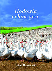 Hodowla i chów gęsi