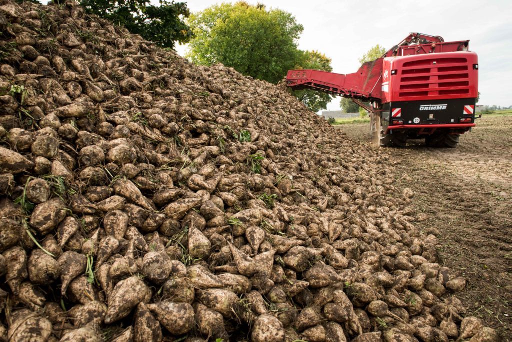 buraki cukrowe, import cukru z Mercosur