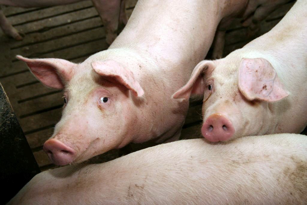 Tuczniki w Polsce drożeją, wieprzowina, trzoda chlewna, ceny tuczników, VEZG, pogłowie świń