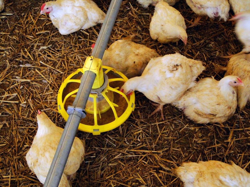 drobiarze chcą mechanizmów ochronnych, umowa UE–Mercosur, rynek drobiu, import drobiu, Krajowa Rada Drobiarstwa, drobiarze