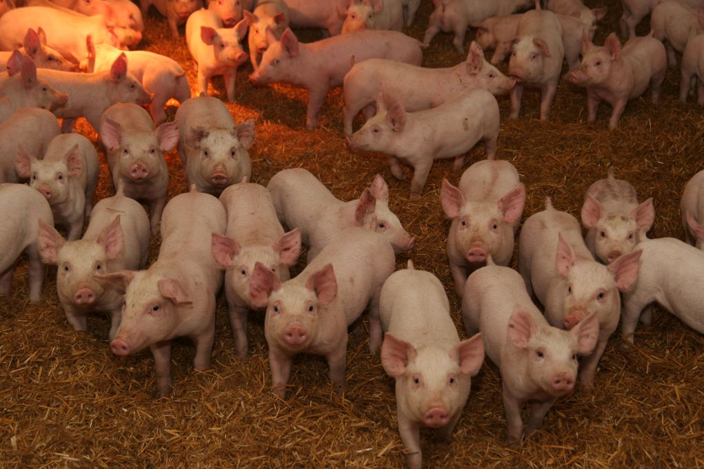 Import duńskich prosiąt, prosięta, warchlaki, tuczniki, ceny tuczników, prosięta z Danii,  Agro Gobarto
