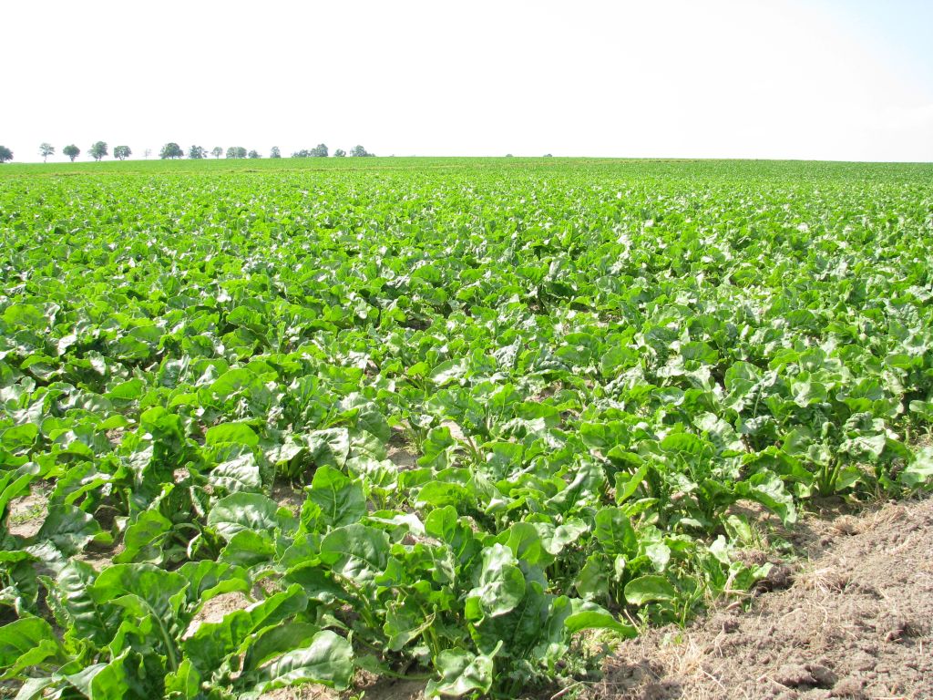 plantatorzy buraków, buraki cukrowe