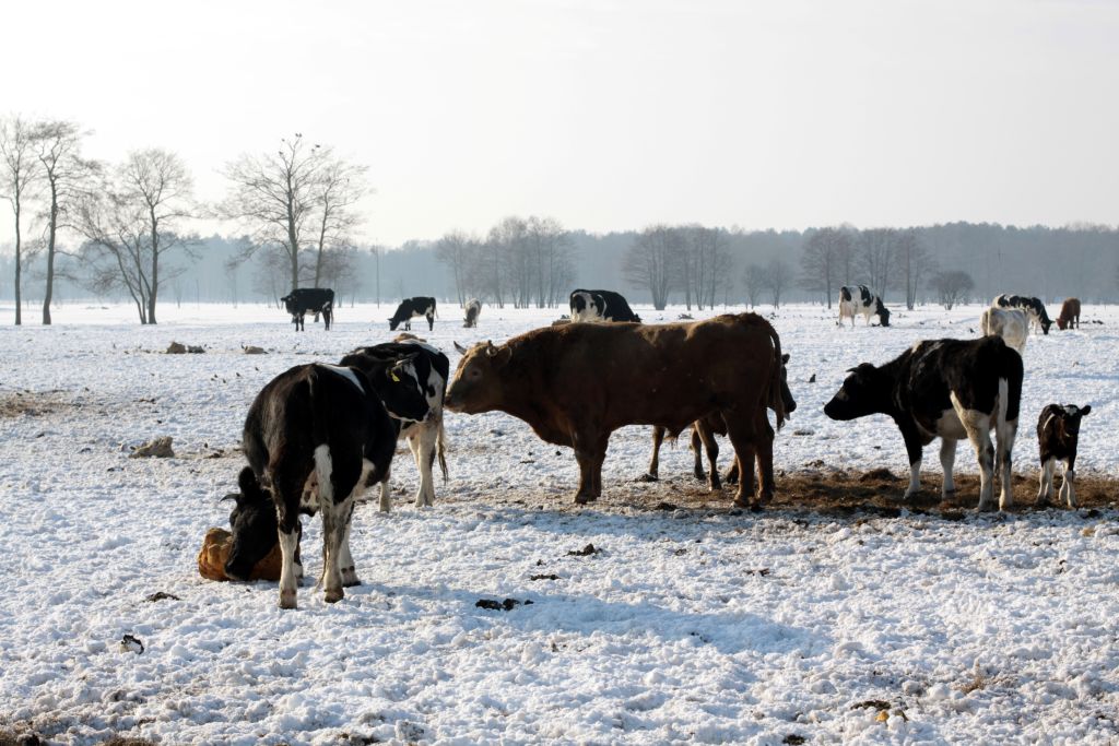 Refundacja 70% składki, ubezpieczenie zwierząt, ARiMR PUE, dopłaty dla hodowców, choroby zakaźne zwierząt, wsparcie rolników