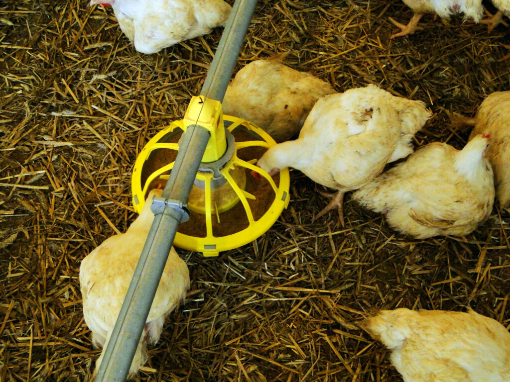 Newcastle disease, rzekomy pomór drobiu, ND, choroby drobiu, bioasekuracja, ogniska chorób, drób, hodowla drobiu