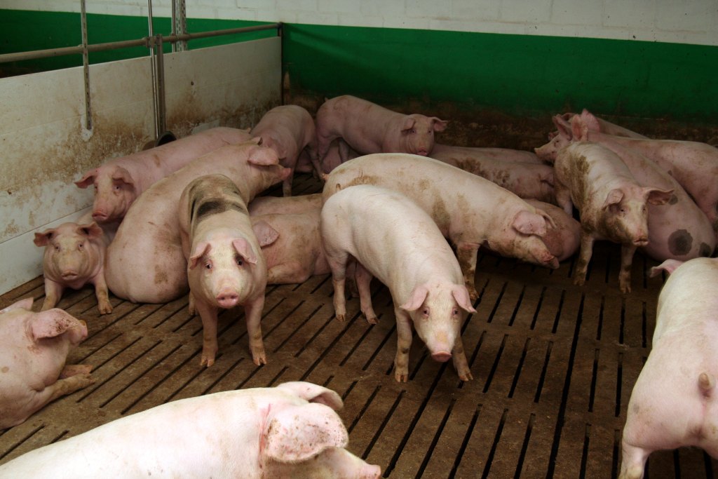Notowania tuczników, ceny, trzoda chlewna, import warchlaków, Niemcy, Dania, hodowla świń, ceny żywca, 