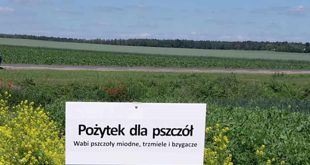 obszary z roślinami miododajnymi, ekoschematy
