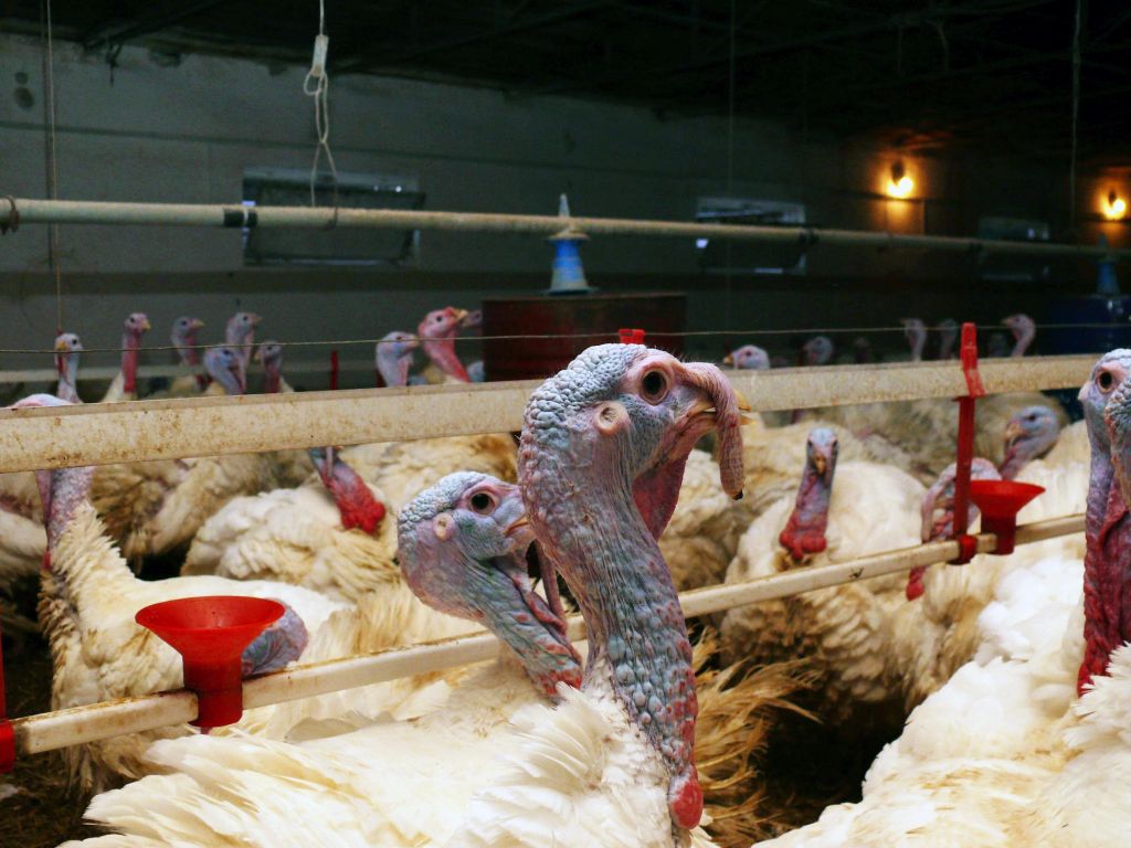 Wirus H5N1, HPAI, grypa ptaków, ogniska HPAI, indyki rzeźne