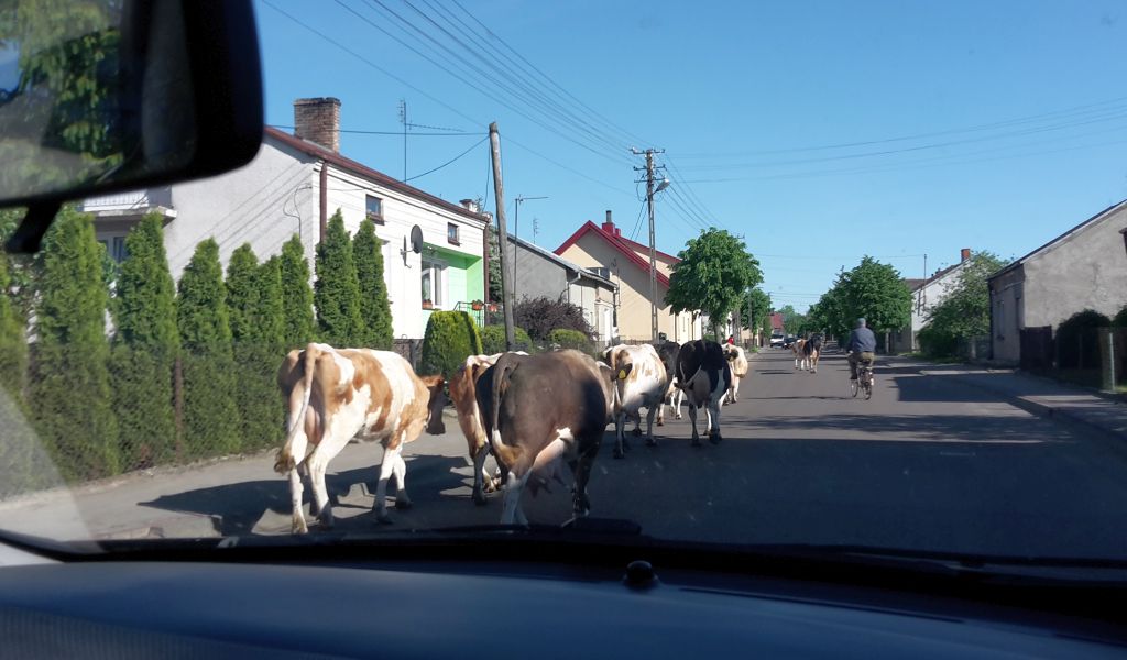 polska wieś, pędzenie bydła