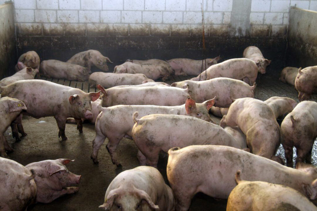 Alarm dla producentów trzody, obawy hodowców, ASF, ASF na Węgrzech, afrykański pomór świń, trzoda chlewna, świnie, bioasekuracja
