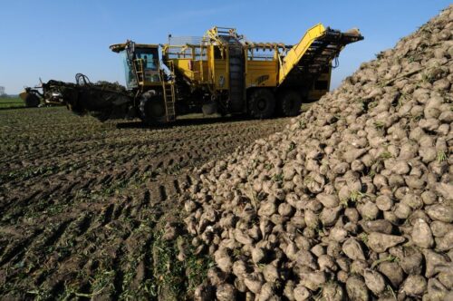 produkcja cukru, cukier, ceny cukru, uprawa buraka cukrowego, branża cukrownicza
