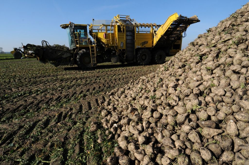 produkcja cukru, cukier, ceny cukru, uprawa buraka cukrowego, branża cukrownicza