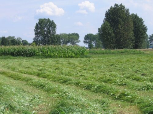 trawa, łąka
