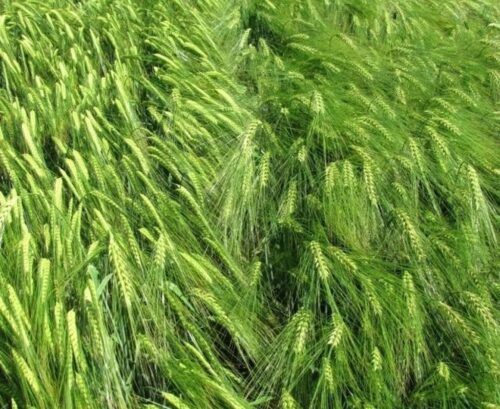 szacunki zbiorów zbóż, pszenica, jęczmień, durum