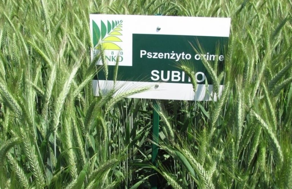 pszenżyto, kłosy