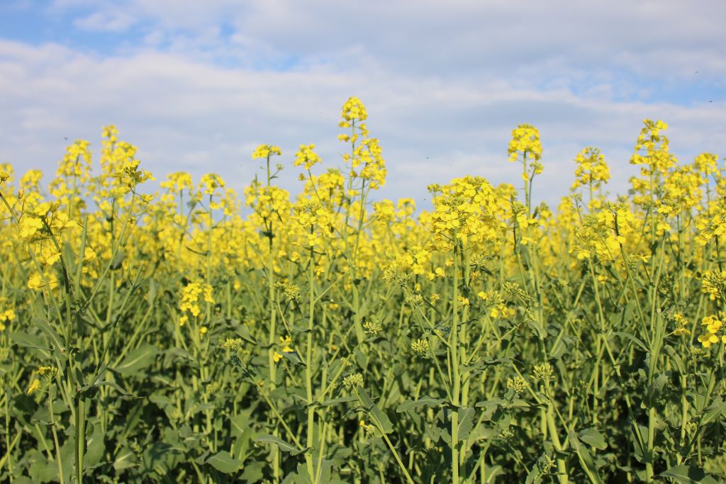 biopaliwa z surowców rolnych, Polska Izba Biopaliw, Zygmunt Gzyra, Mariusz Szeliga