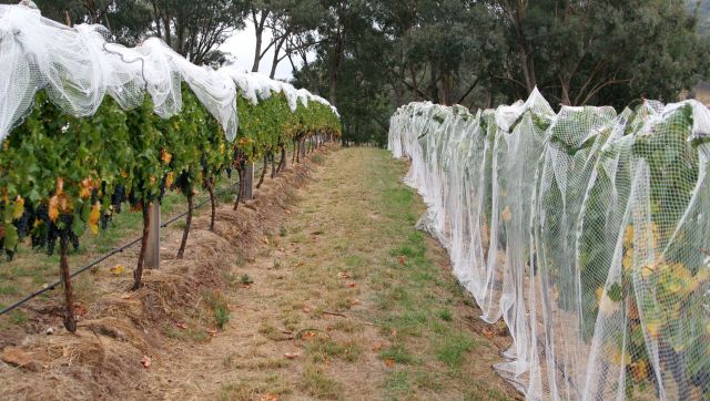 winnica biodynamiczna, pawlikowice, Agnieszka Rousseau