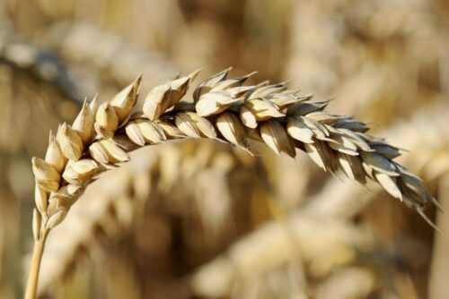 agro-park, lublin, targi rolnicze