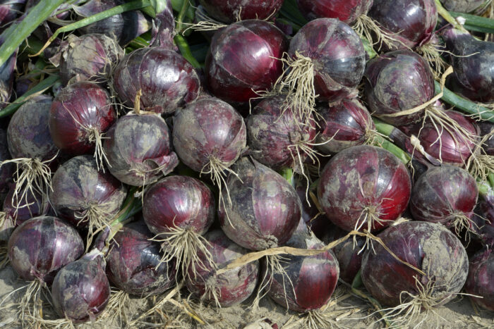 cebula