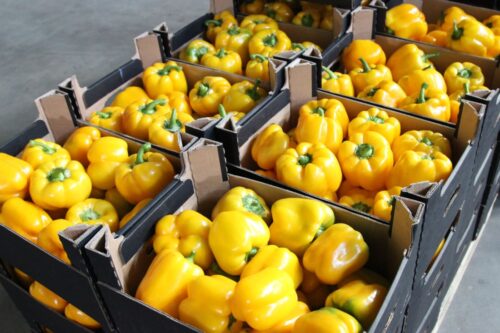 prawo, przepisy, agrobiznes, przepisy dotyczące zawierania umów sprzedaży produktów rolnych