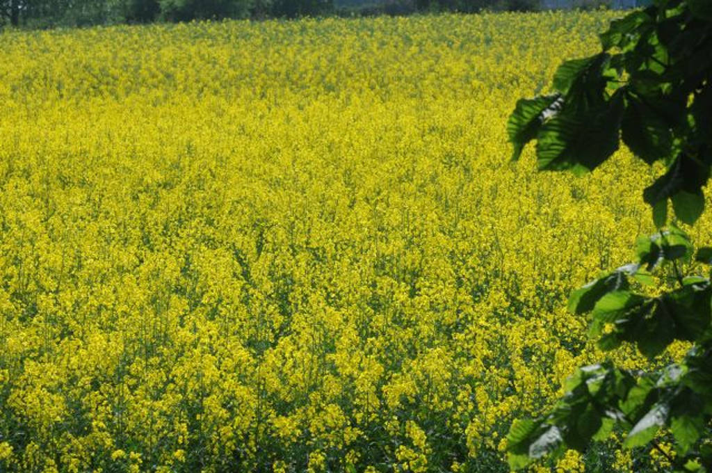 biopaliwa, biodiesel, olej palmowy, olej sojowy, olej rzepakowy