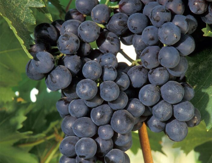 winnice rosną na dachach budynków, Kanada, wino, miejska winnica