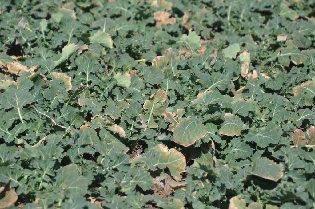 ochrona fungicydowa, rzepak ozimy, topsin, sumi agro