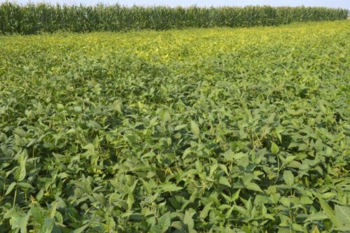 Produkcja oleistych w UE (m.in. soi) ma być w przyszłym sezonie niższa niż w obecnym