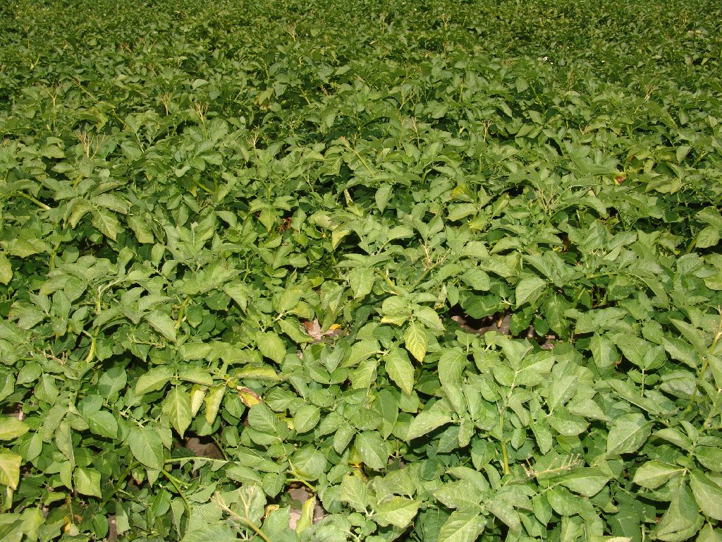 Avatar 1,5 l/ha plantacja pozbawiona zachwaszczenia, bardzo duża skuteczność działania