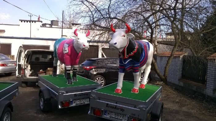Krowa na wypasie