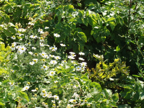 plantacja_zachwaszczenie