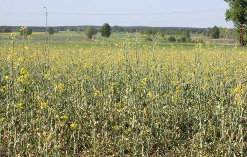 biopaliwa, zapotrzebowanie na rzepak, Juliusz Młodecki, KZPRiR