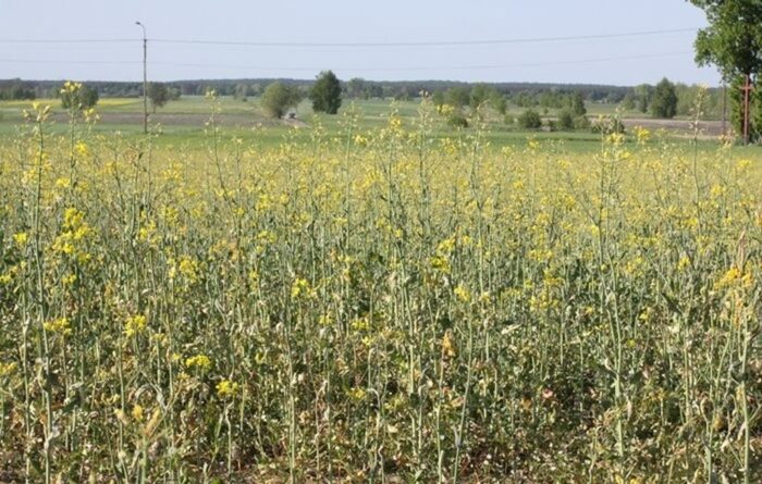 biopaliwa, zapotrzebowanie na rzepak, Juliusz Młodecki, KZPRiR