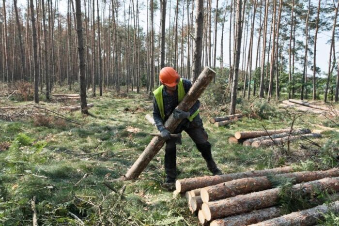Za naruszenie zakazu wprowadzania do obrotu nielegalnie pozyskanego drewna grozi od 20 tys. zł do 200 tys. zł kary