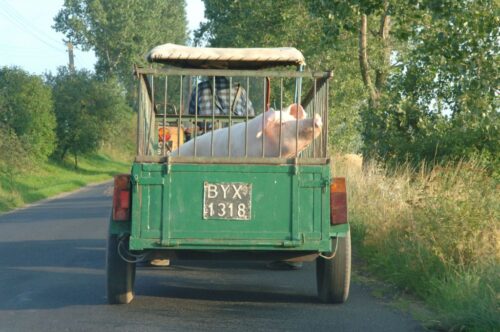 Programem bioasekuracji objęci są rolnicy z województwa podlaskiego.