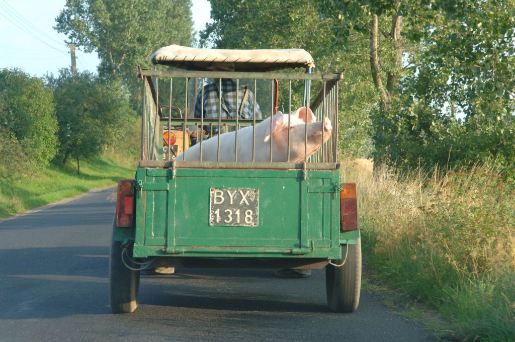 Programem bioasekuracji objęci są rolnicy z województwa podlaskiego.