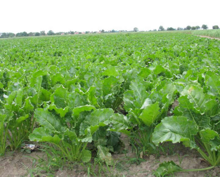 buraki_cukrowe