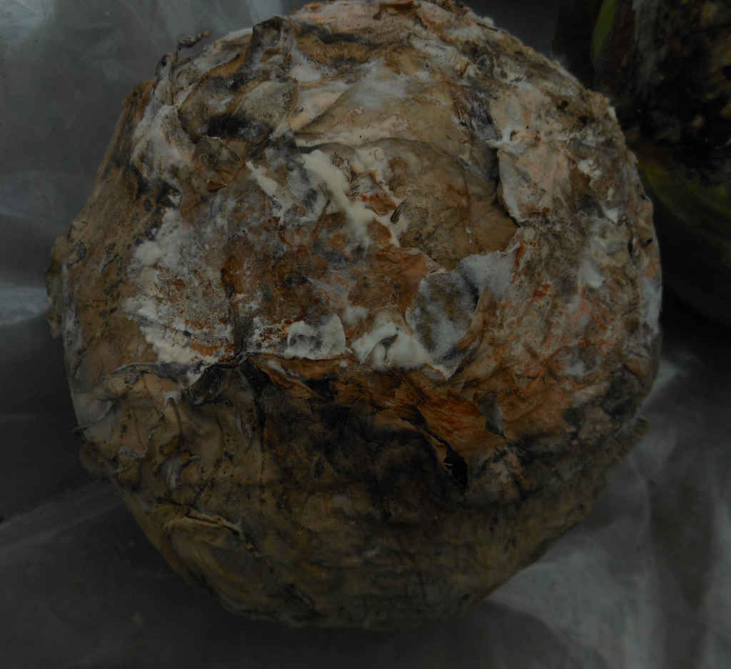 fusarium_avenaceum_kapusta_glowiasta