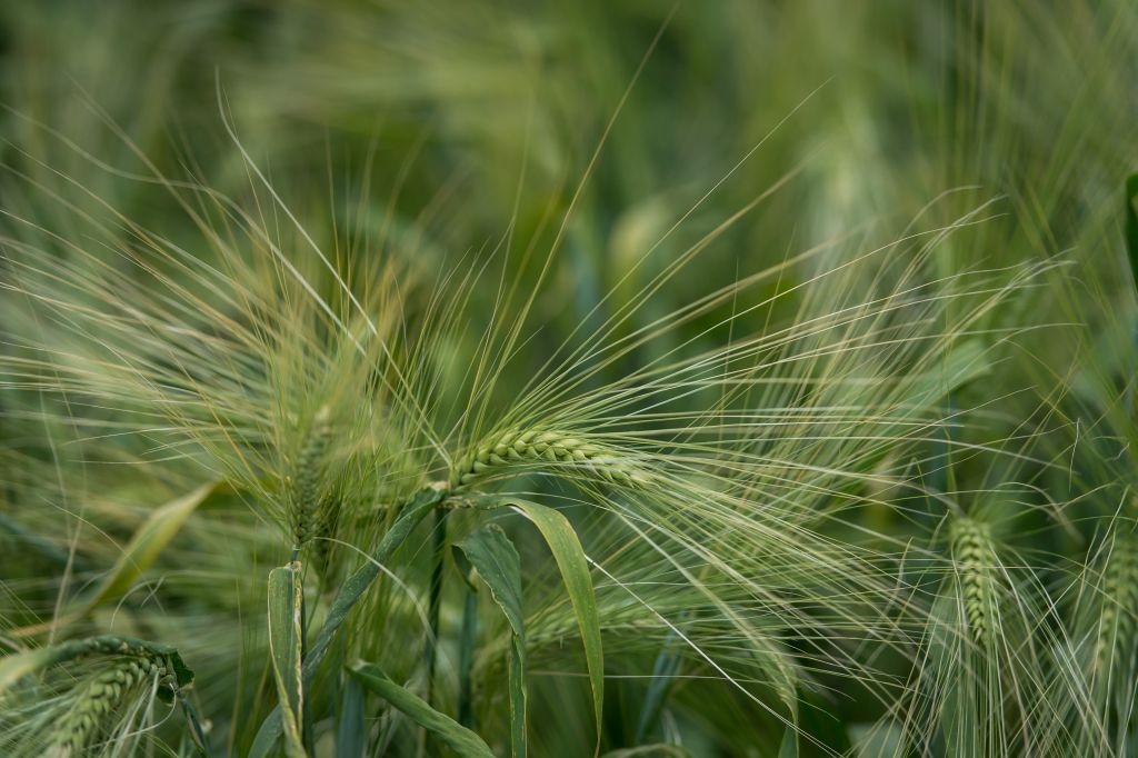 Strategie Grains, pszenica, kukurydza, jęczmień
