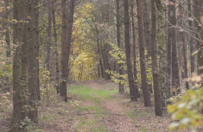 zalesianie, obszary natura 2000, prow2014-2020, ministerstwo rolnictwa, pieniądze na zalesianie