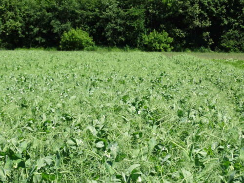 groch, plantacja