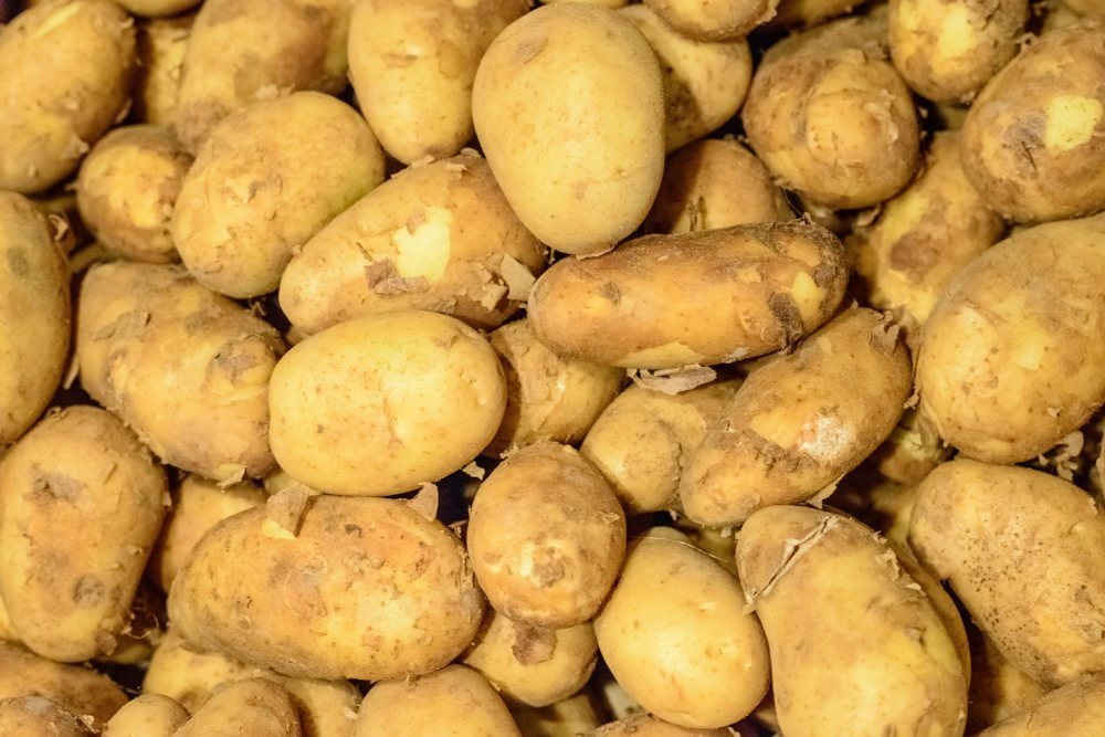 ziemniaki_uprawa