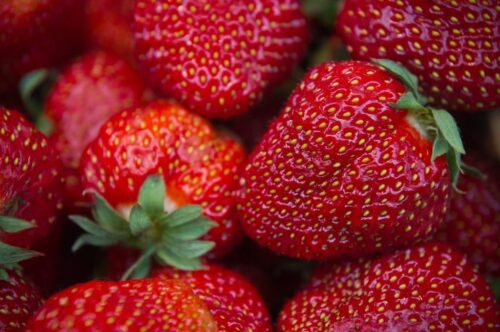zbiór truskawek, świętokrzyskie, Stowarzyszenia Producentów "Truskawka Bielińska