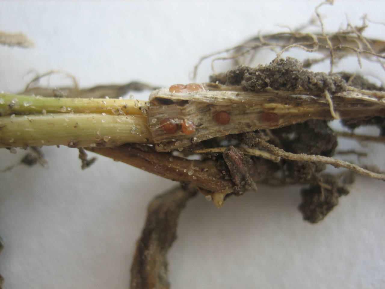 palecznica traw