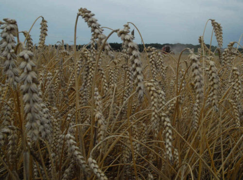 susza_rolnicza_kleska_ministerstwo_rolnictwa