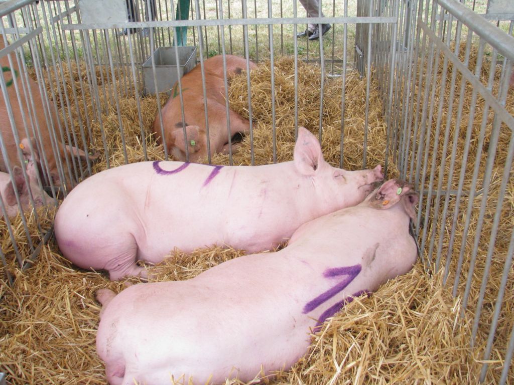 krajowa rada izb rolniczych, program bioasekuracji, trzoda chlewna