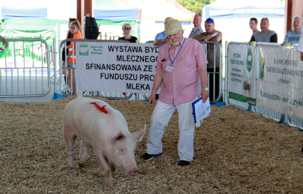 16 regionalna wystawa zwierzat hodowlanych, Minikowo