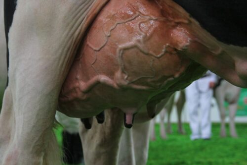 mastitis, krowy mleczne, wymię, liczba komórek somatycznych