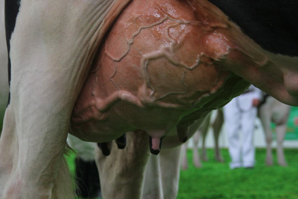 mastitis, krowy mleczne, wymię, liczba komórek somatycznych