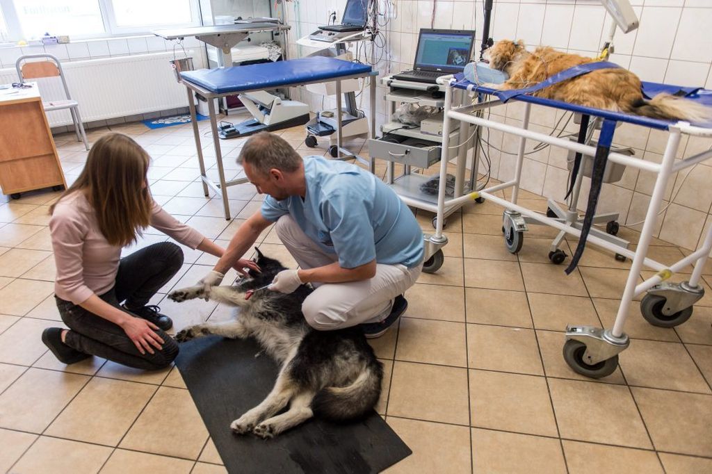 Uniwersytet Przyrodniczy we Wrocławiu, Błażej Dolniak, Vet Stem Cell