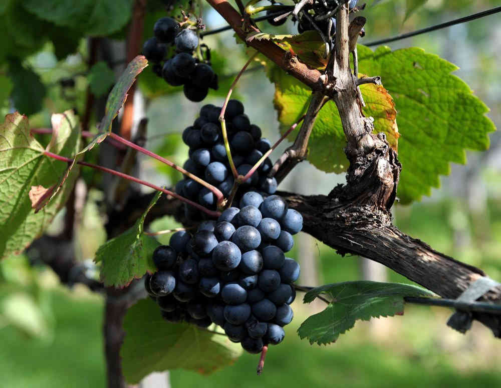 winnice_podkarpacie_enoturystyka_wina_regionalne